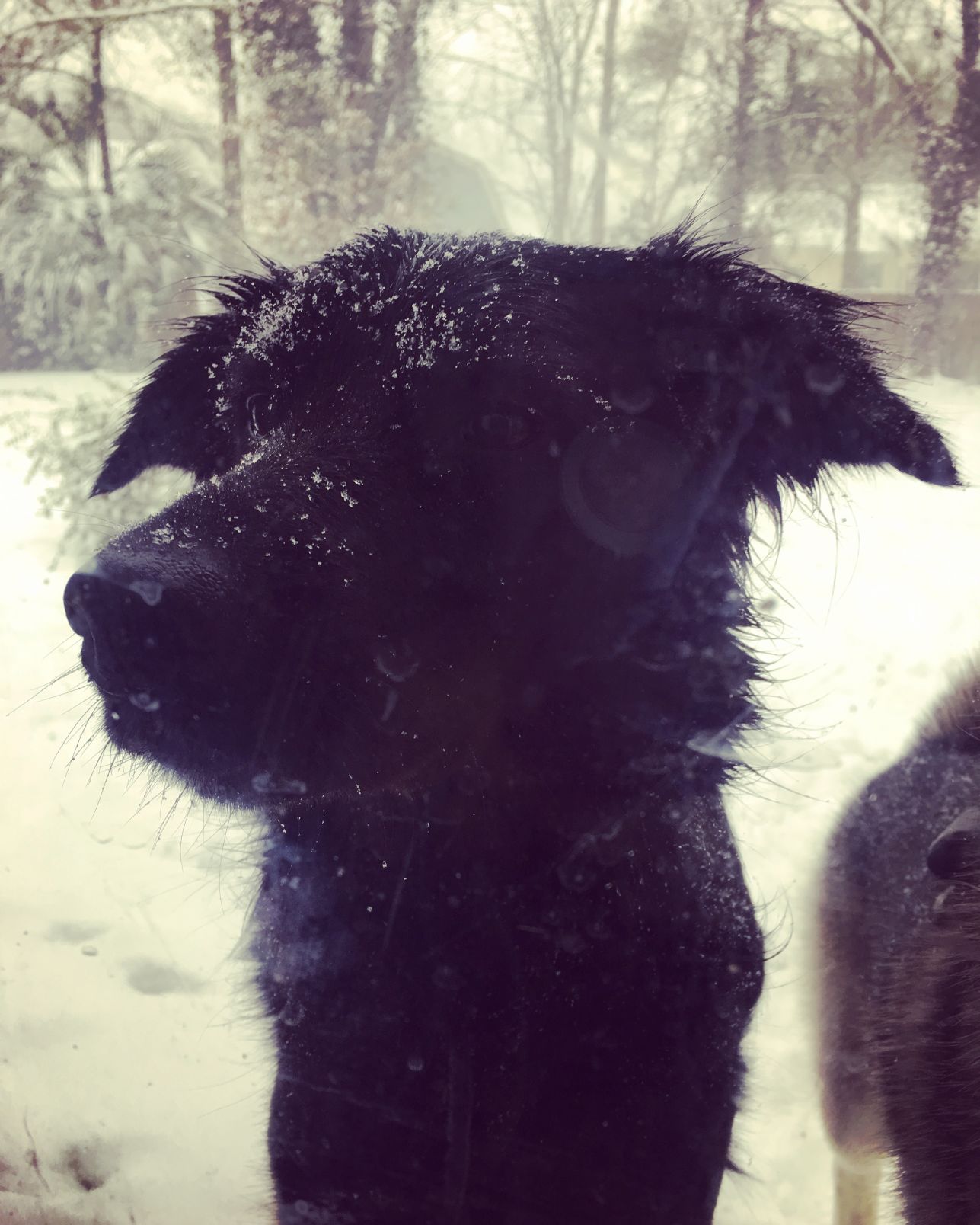 Marlee Griffith Dog Lucy.jpeg